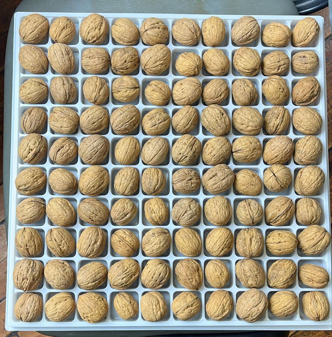 جوز